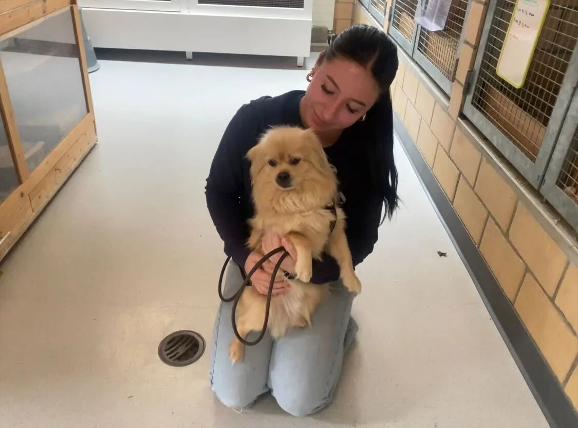 Die Lernende Shaniya kuschelt gerne mit dem kleinen Hund Timmy. Auf dem Bild sieht man eine junge Lernende und einen kleinen Hund auf ihrem Schoss.